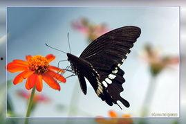 娇吻蝴蝶,探寻自然之美与生命之韵